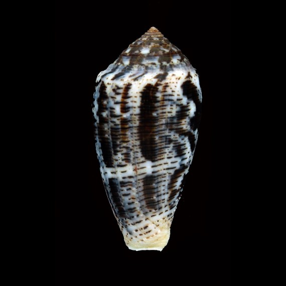 achatinus simonis 68,2mm BIG