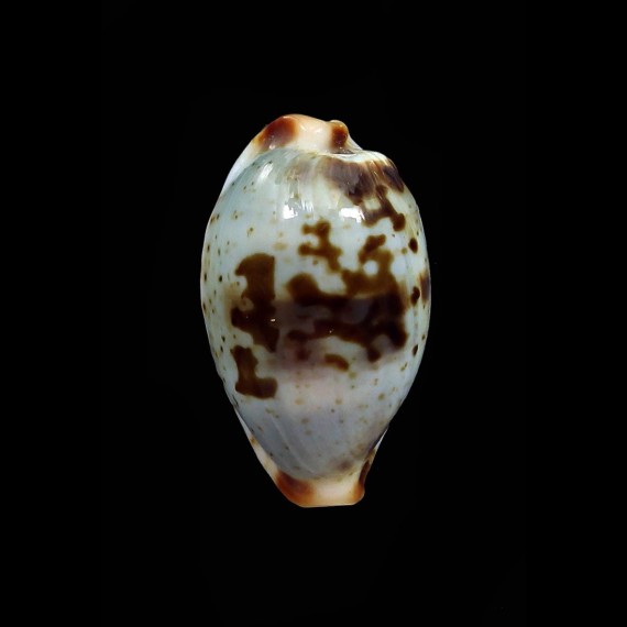 erythraensis 20,3mm