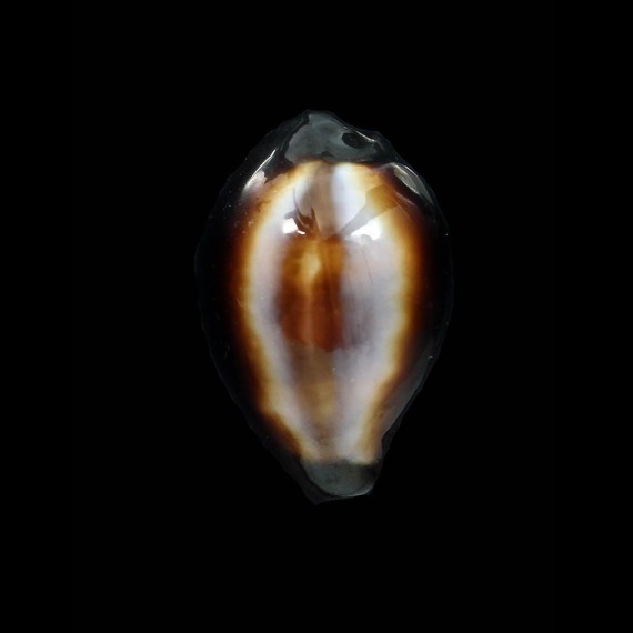 onyx 29,00mm