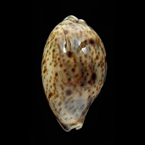 lynx williamsi 62,3mm FREAK
