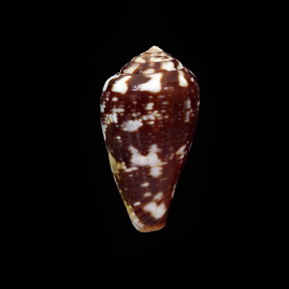 ardisiaceus 36,6mm