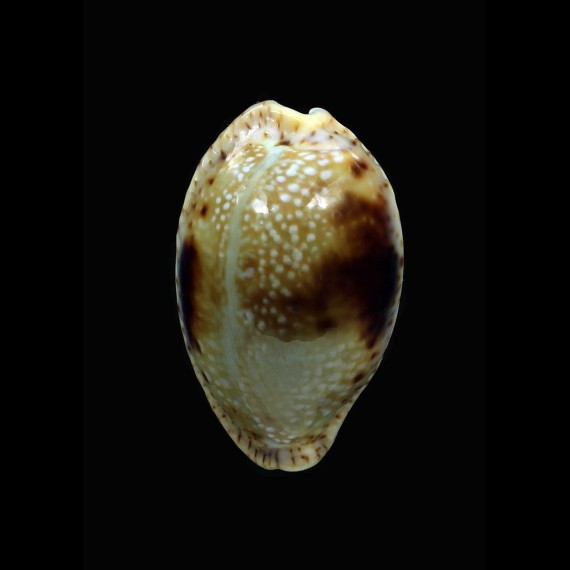nebrites 31,5mm