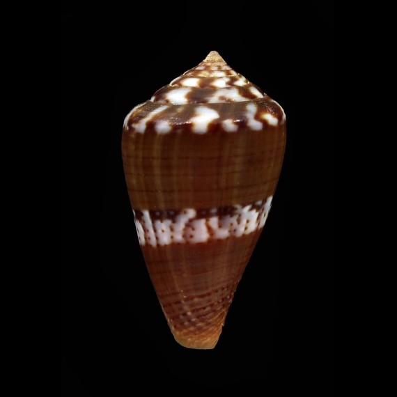 cumingi 34,2mm