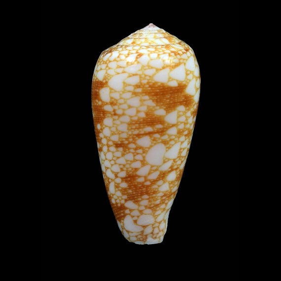 omaria viperinus 44,1mm