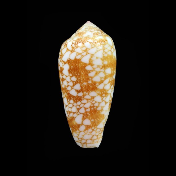 omaria viperinus 44,5mm
