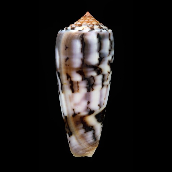 gubernator 79,4mm