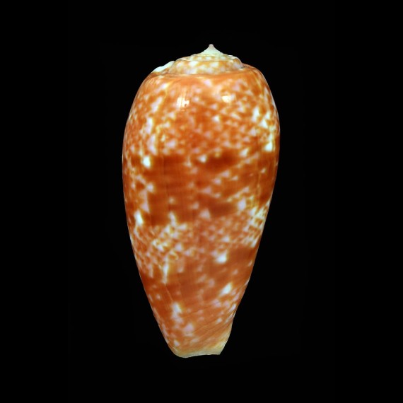 bullatus 55,4mm SOLOMON