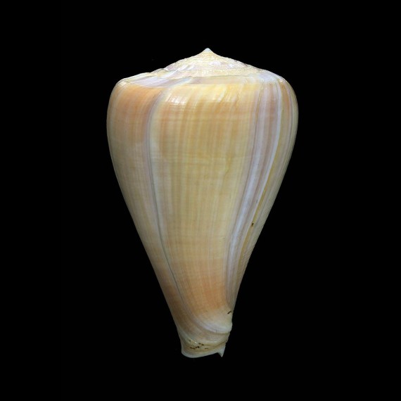 patricius 89,3mm