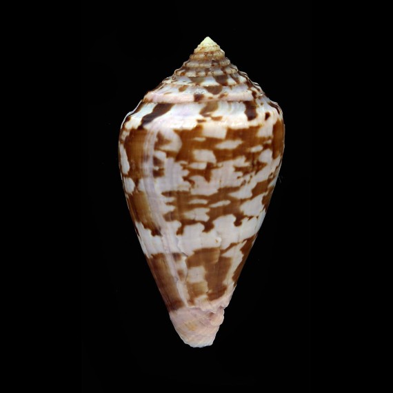 klemae 59,3mm