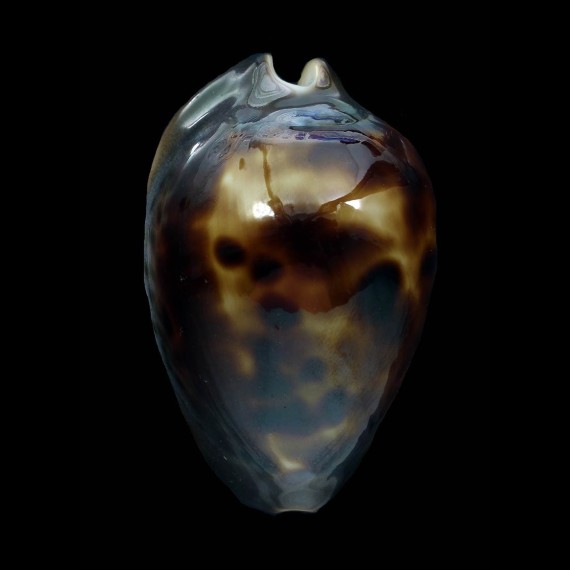 venusta episema 61,4mm