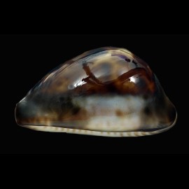 venusta episema 61,4mm