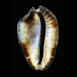venusta episema 61,4mm
