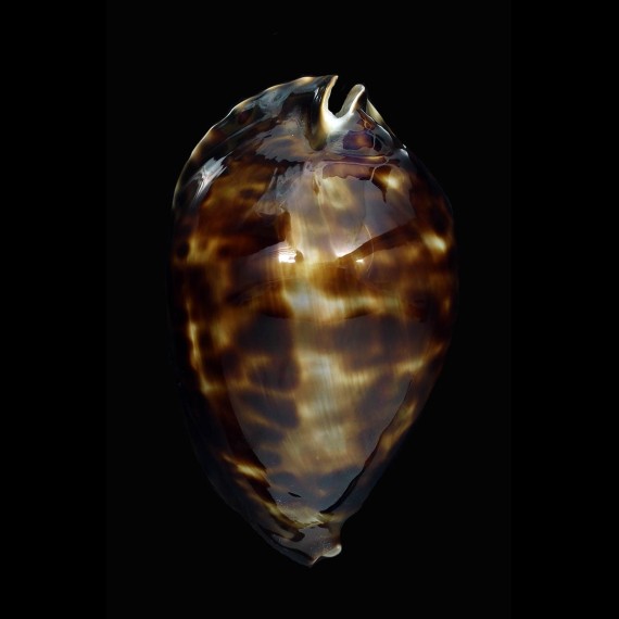 friendii vercoi 85,0mm