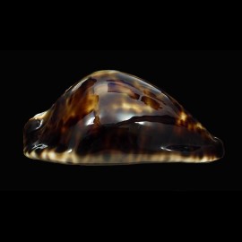 friendii vercoi 85,0mm