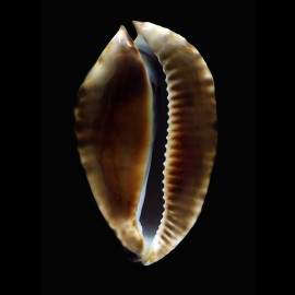 friendii vercoi 85,0mm