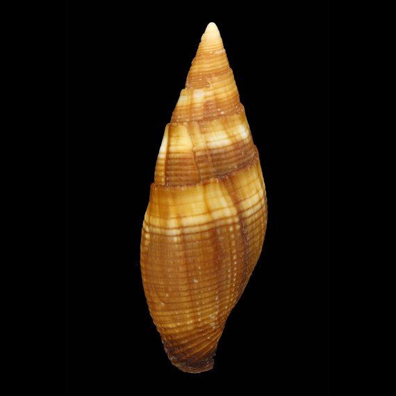 ambigua