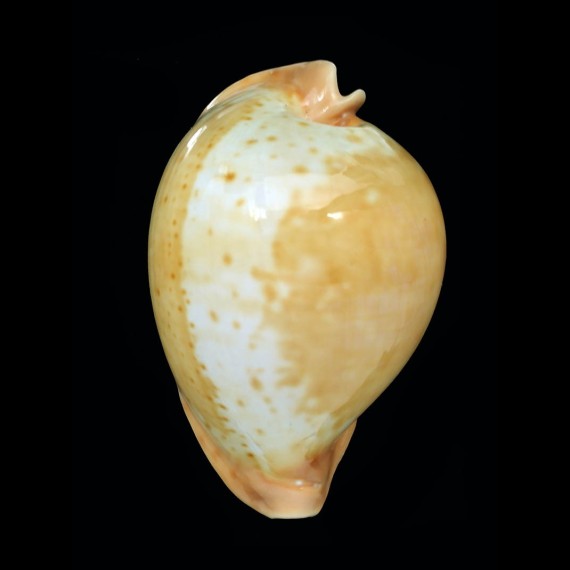 armeniaca 91,0mm