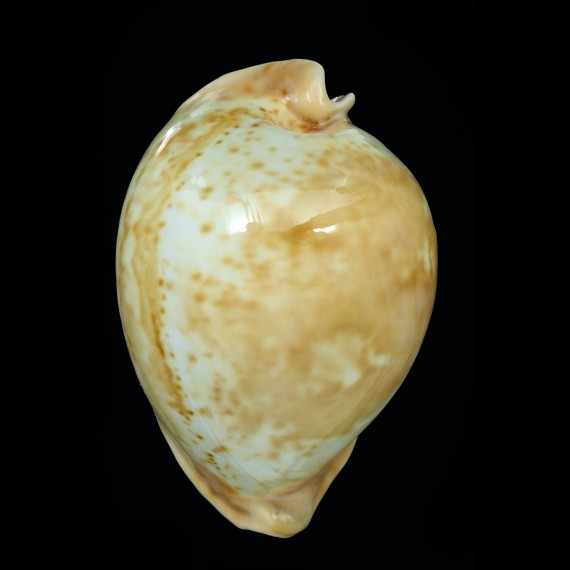 armeniaca westralica 90,0mm