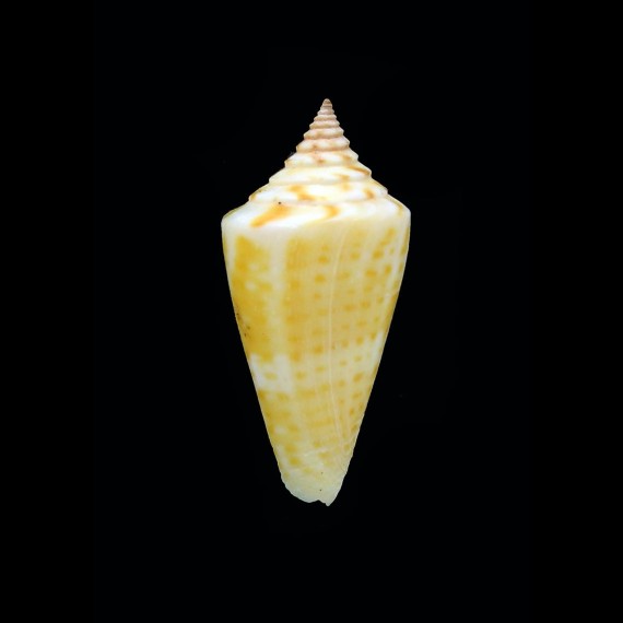 anabathrum floridensis 35,6mm