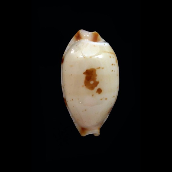 stolida aureliae 24,4mm SUPERB