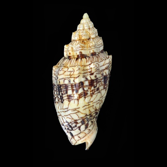 ebraea 113,2mm