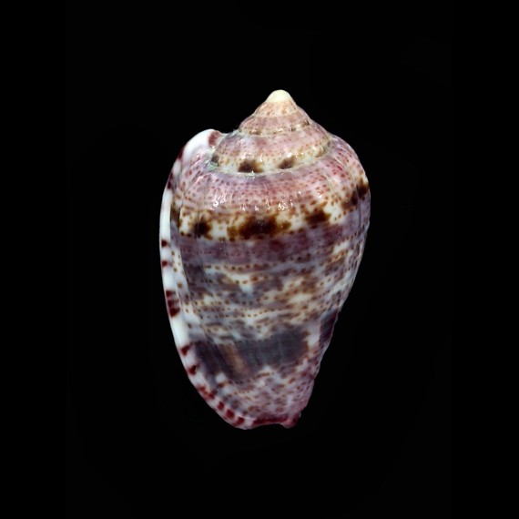 mirabilis 29,6mm