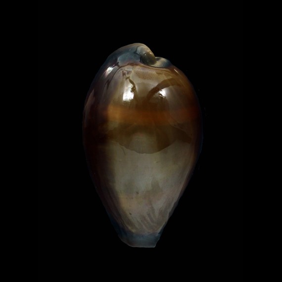 adusta 52,0mm BIG