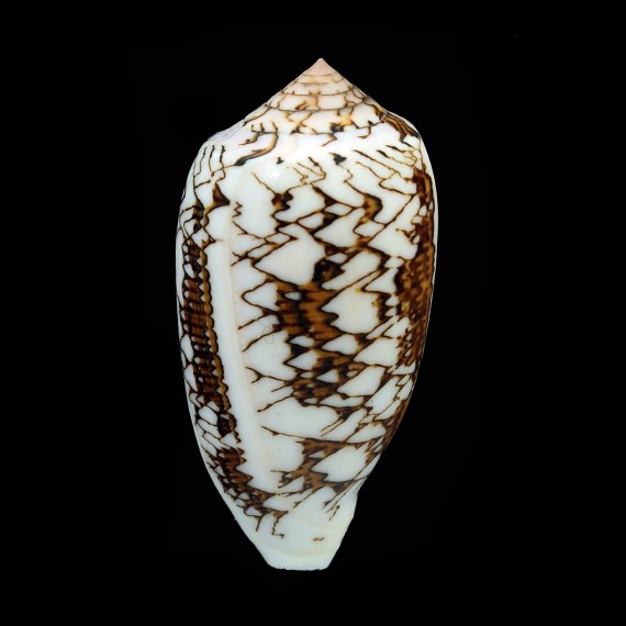 textile SP 77,5mm SUPERB