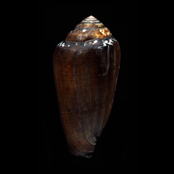 pennaceus vezoi 70,0mm