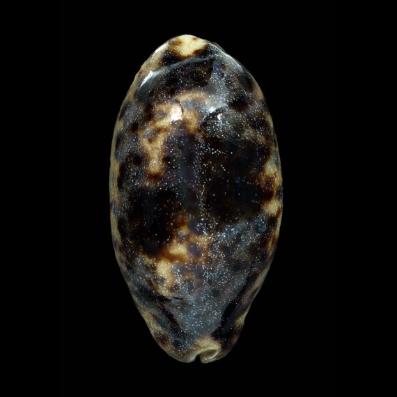 testudinaria 86,7mm DWARF