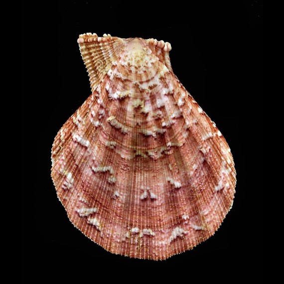 pesfelis 67,0mm BIG
