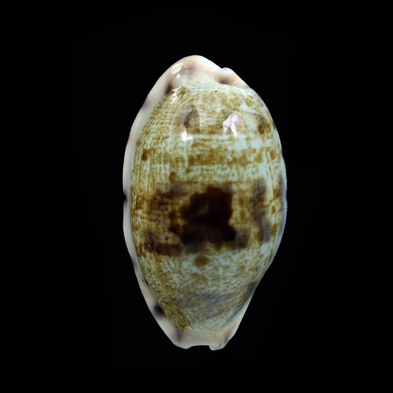 pellucens marquesana 33,5mm