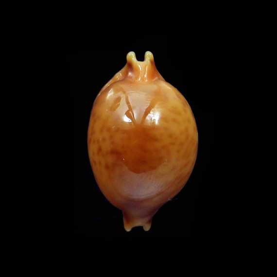 globulus 20,3mm Superb