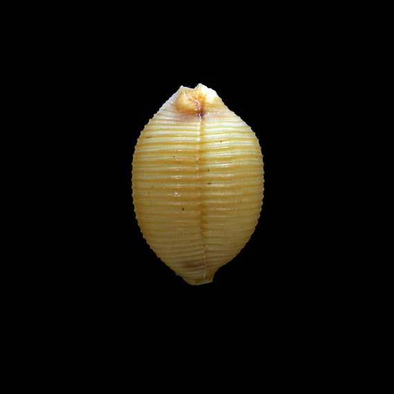 childreni 22,0mm