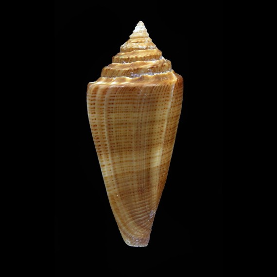 furvus polygrammus 50,8mm