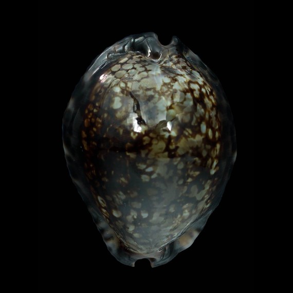maculifera martybealsi 61,5mm