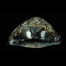 maculifera martybealsi 61,5mm