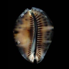 maculifera martybealsi 61,5mm