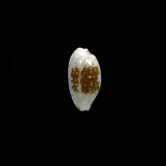 goodallii 12,2mm SUPERB