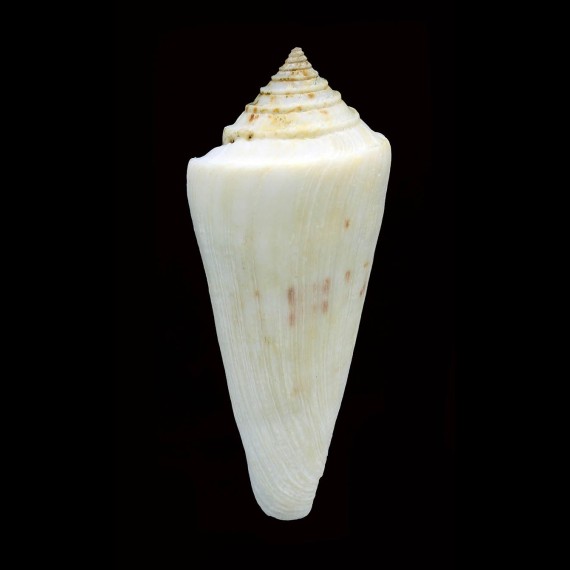 sieboldii 81,0mm JAPANESE FORM