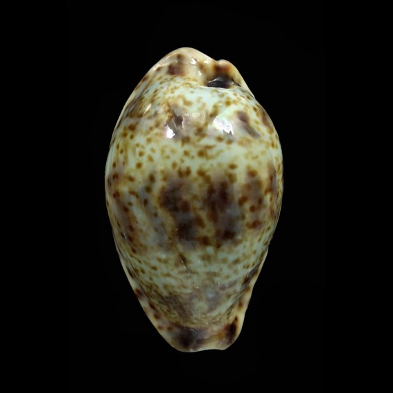 lentiginosa 32,3mm