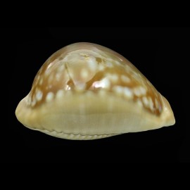 leucodon tenuidon 62,3mm RARITY