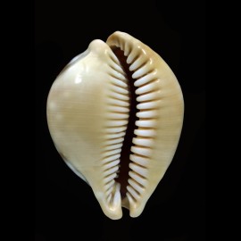 leucodon tenuidon 62,3mm RARITY