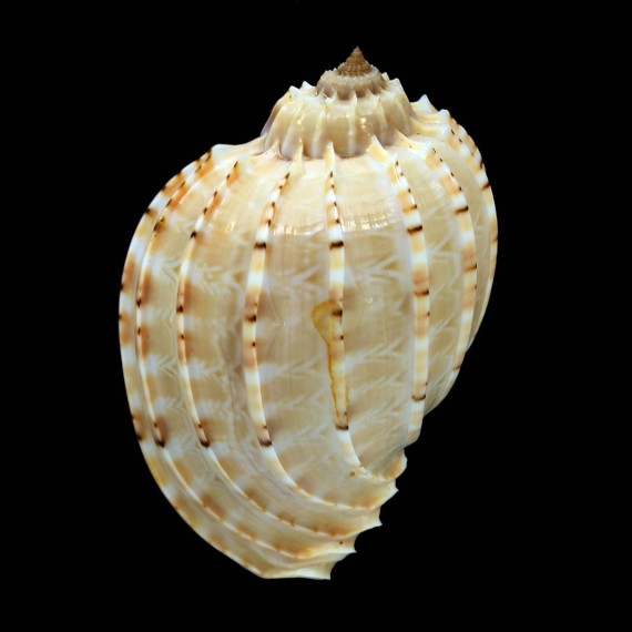 harpa articularis 70,6mm