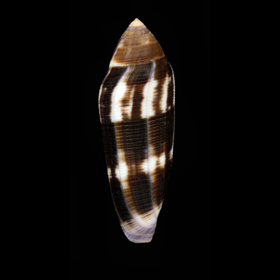 violaceus 72,1mm BIG