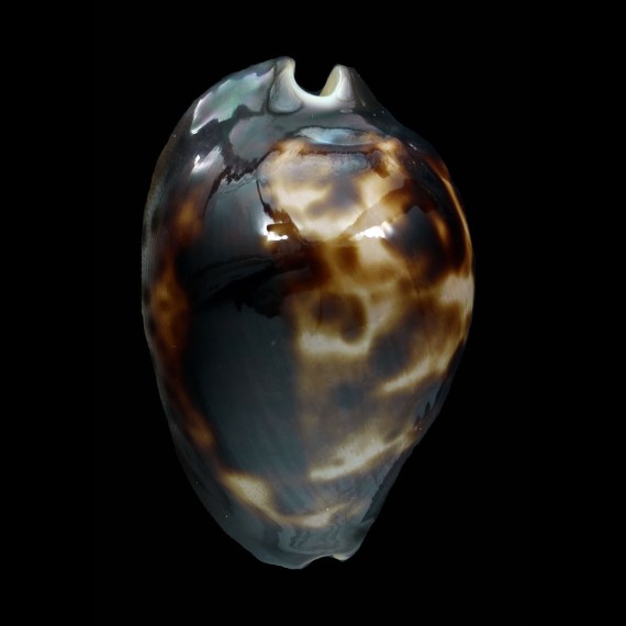 venusta episema sorrentensis 56,2mm