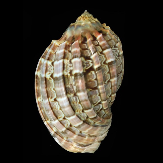 harpa major 109,0mm