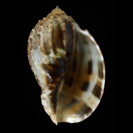 harpa major 109,0mm