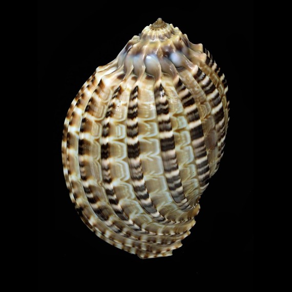 articularis 81,8mm SUPERB