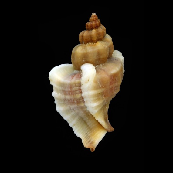inornata 47,0mm